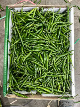 Fresh Green Chillies Export